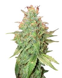 Kalashnikov Strain Feminized Marijuana Seeds