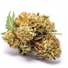 King’s Kush Feminized Marijuana Seeds