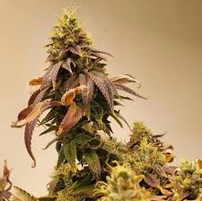 Kombucha Cream Strain Feminized Marijuana Seeds