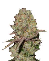Kosher Cookies Strain Feminized Marijuana Seeds
