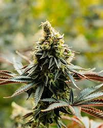 Kosher Kush Feminized Marijuana Seeds