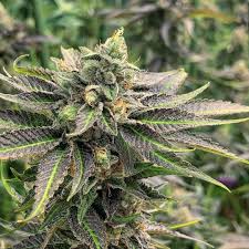 LA Confidential Indica Feminized Marijuana Seeds