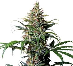 early girl strain feminized cannabis seeds