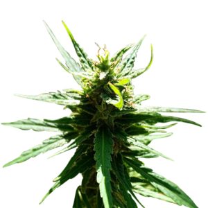 Electric Berry Strain Feminized Cannabis Seeds