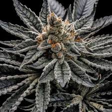 end game strain feminized marijuana seeds