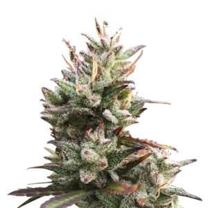 Exodus Cheese Strain Feminized Cannabis Seeds