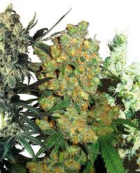 feminized mix strain cannabis seeds