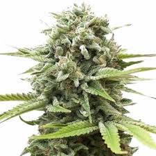 fire og strain feminized cannabis seeds