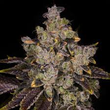 first class funk strain feminized marijuana seeds
