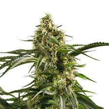 flo strain feminized marijuana seeds