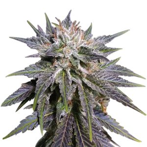 flower bomb kush feminized cannabis seeds