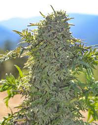 freakshow strain feminized marijuana seeds