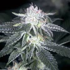 french toast strain feminized marijuana seeds