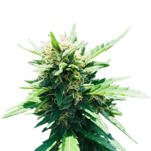 fruit loops strain feminized cannabis seeds
