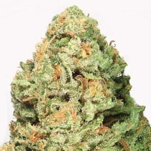 fruit punch strain feminized marijuana seeds