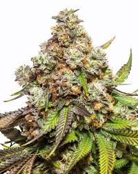 fruity pebbles strain feminized marijuana seeds