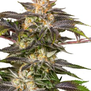 fucking incredible strain feminized cannabis seeds