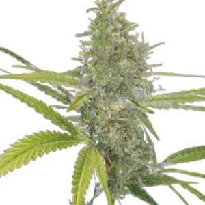 g13 strain feminized cannabis seeds