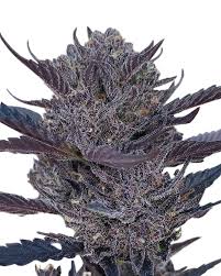 gmo 8 strain autoflowering feminized marijuana seeds