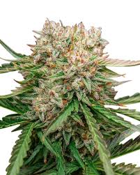 gmo og strain autoflowering feminized marijuana seeds