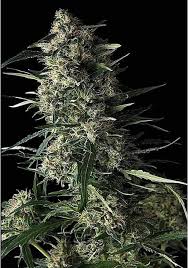galaxy strain feminized cannabis seeds