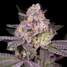 garanimals strain feminized cannabis seeds