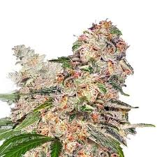 ghost og strain autoflowering feminized marijuana seeds