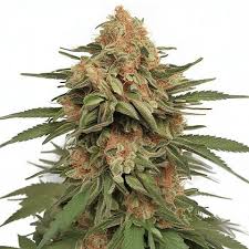 La Kush Cake Feminized Marijuana Seeds