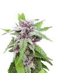 Lamb’s Breath Strain Feminized Marijuana Seeds