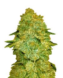 Larry Bird Strain Feminized Marijuana Seeds