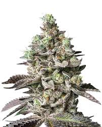 Lavender Strain Feminized Marijuana Seeds