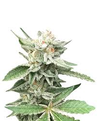 Lemon Sherbert Strain Feminized Marijuana Seeds