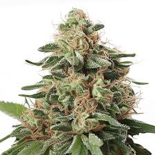 Leprechron Strain Feminized Marijuana Seeds