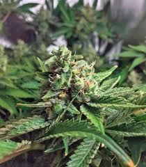 lime green skunk strain feminized marijuana seeds