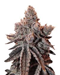 Lucid Dream Strain Feminized Marijuana Seeds