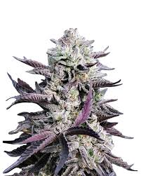 Mandarin Cookies Strain Feminized Marijuana Seeds