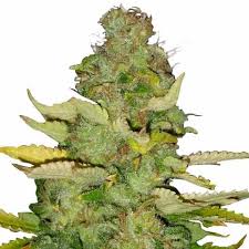 Maui Sunset Strain Feminized Marijuana Seeds