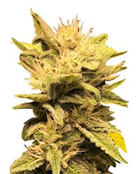 Melon Gum Strain Feminized Marijuana Seeds