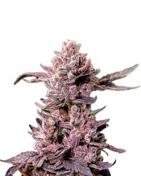 Mimosa Float Strain Feminized Marijuana Seeds