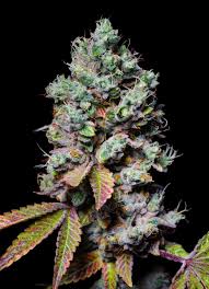 Mochi Strain Feminized Marijuana Seeds