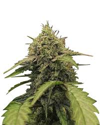 Morning Rose Strain Feminized Marijuana Seeds