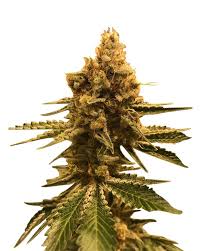 Neapolitan Strain Feminized Marijuana Seeds
