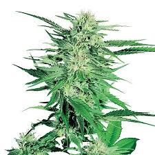 Northern Lights #10 Strain Feminized Marijuana Seeds