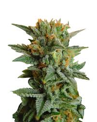 Northern Lights Indica Feminized Marijuana Seeds