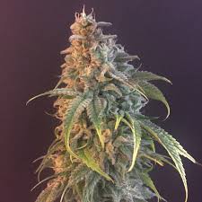 Nuken Strain Feminized Marijuana Seeds