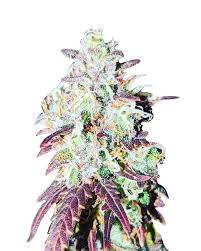 OG Banana Punch Strain Feminized Marijuana Seeds