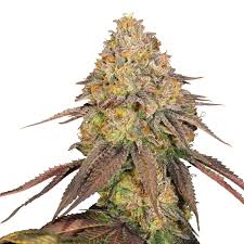OG Punch Strain Feminized Marijuana Seeds