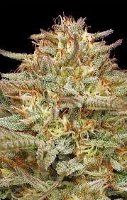 orange creamsicle strain feminized marijuana seeds
