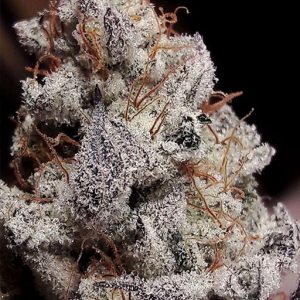 Papaya Cake Strain Feminized Marijuana Seeds