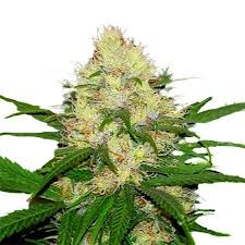 Papaya Punch Strain Feminized Marijuana Seeds